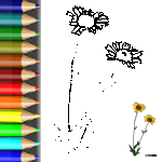 Download PDF Ausmalbild Gämswurzen Malvorlagen Blumen Gämswurz1