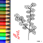 Download PDF Ausmalbild Kirschblüte Malvorlagen Blumen Kirschblüte