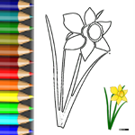 Download PDF Ausmalbild Narzisse Osterglocke Malvorlagen Blumen Narzisse-Osterglocke
