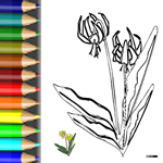 Download PDF Ausmalbild Frühlingsblüher Malvorlagen Blumen Pflanze