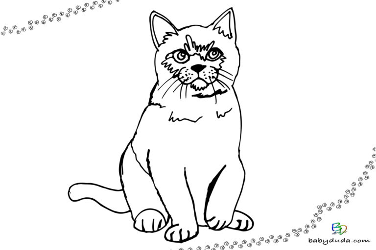 Ausmalbilder Katzen & Kätzchen - Katzenvorlagen | BabyDuda » Malbuch