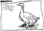 ABC-Buchstabe-G-Gans