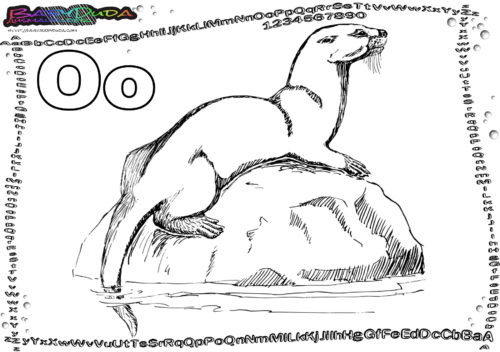 ABC Tierbild malen Buchstabe O-Otter