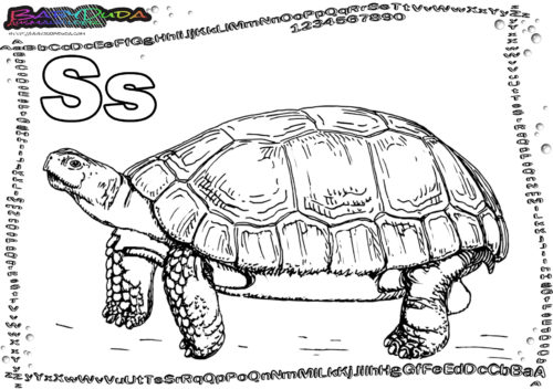 ABC Tiervorlagen Buchstabe S-Schildkröte
