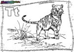 ABC-Buchstabe-T-Tiger