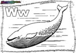ABC-Buchstabe-W-Wal