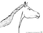 Malvorlage Pferdekopf zum Ausmalen. Malvorlagen und Ausmalbild Pferd