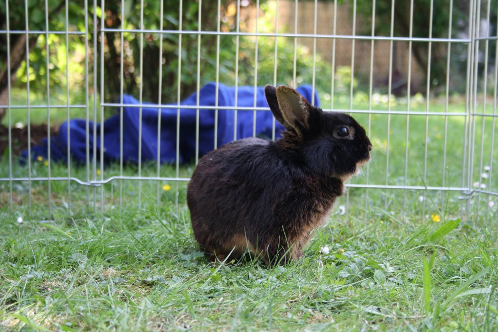 Kaninchen Als Haustiere Fur Kinder Babyduda Inempathie