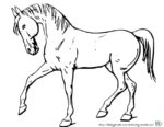 Ausmalbild Pferd im Trab - Bild von Pferd zum Ausmalen. Malvorlagen von Pferden und Ausmalbild Pferde