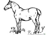 Bilder Pferde Ausmalen - Bild von Pferd zum Ausmalen. Malvorlagen von Pferden und Ausmalbild Pferde