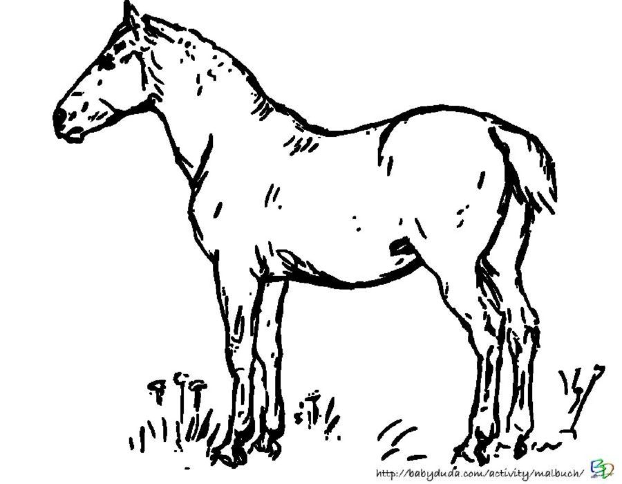Ausmalbild Pferd