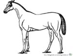 Malvorlage Pferde - Ausmalbild Pferde - Bild von Pferd zum Ausmalen. Malvorlagen von Pferden und Ausmalbild Pferde