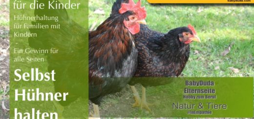 Selbst Hühner halten - Gesunde Eier für die Kinder. Und ein kleiner Beitrag zu Umweltschutz oder Tierschutz. Doch so viel ist gar nicht nötig, um ein Huhn glücklich zu machen. Kurz erklärt, was bei der Hühnerhaltung wichtig ist. Infos zum richtigen Hühnerstall und Hühnerfutter.