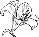 Download PDF Ausmalbild Kronblätter Vorlage Kronblätter ausmalen